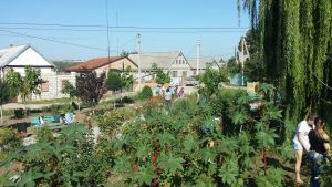 image (1)